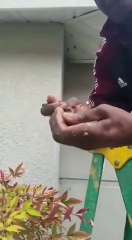 Tải video: Cet homme détruit un nid de guêpes à la main... Même pas mal