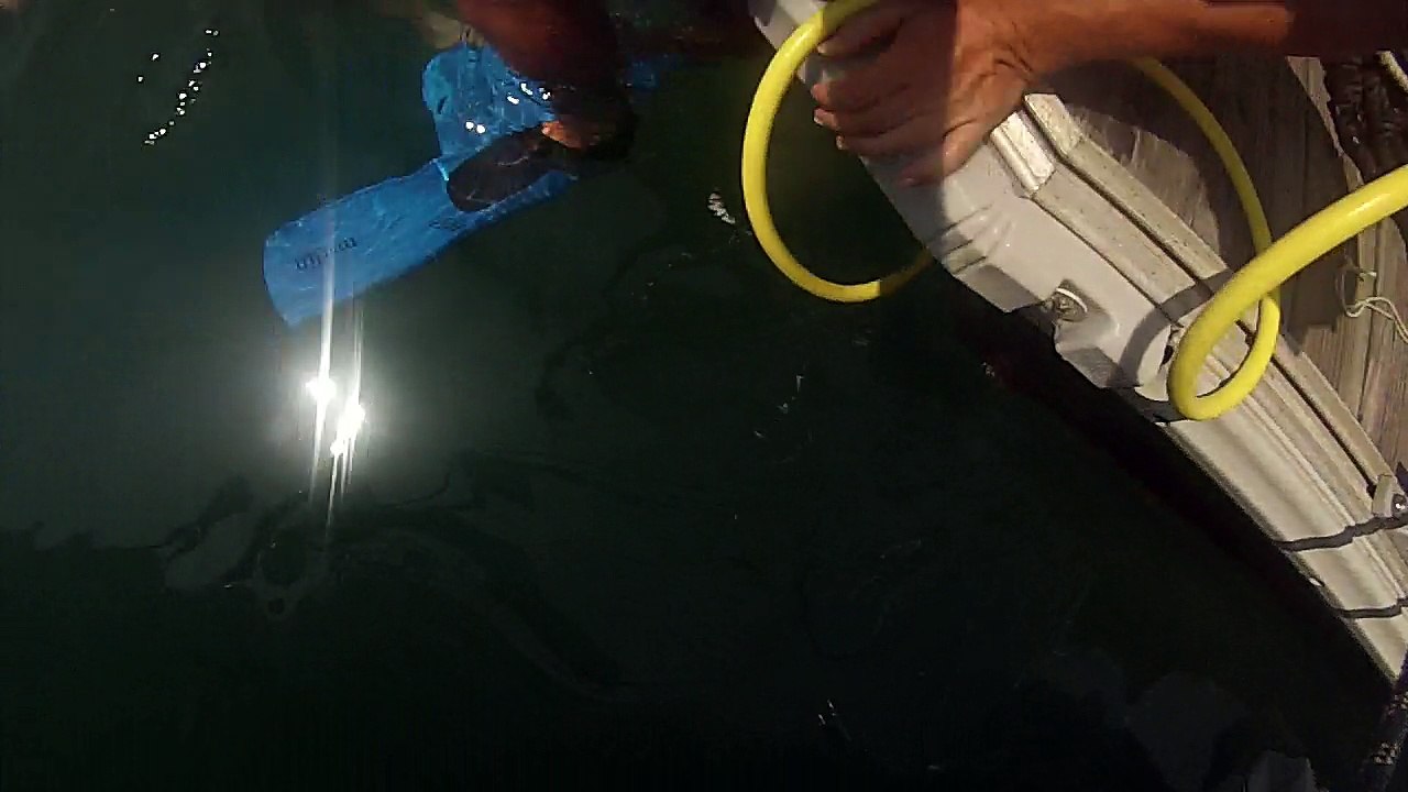 Ein Riff Namens SY-Samantah