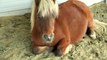 Et mange les chevaux poney aléatoire sucre dimanche friandises avec Honeyheartsc vlog