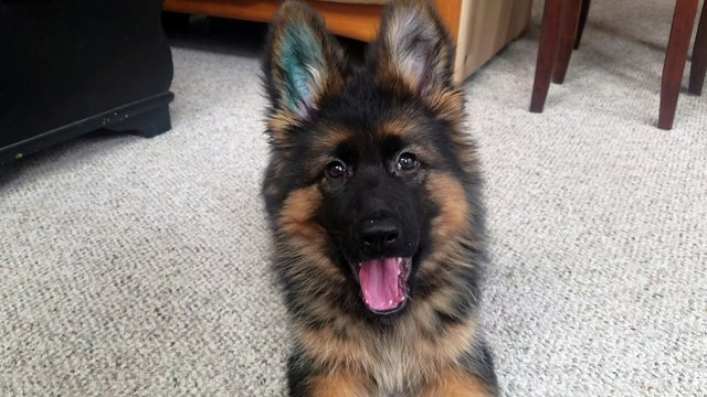 Adorable German Shepherd Puppy