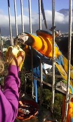 Breakfast with Macaws