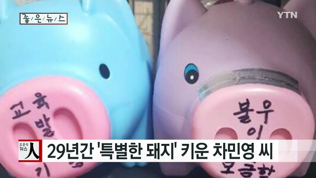 [좋은뉴스] 29년간 '특별한 돼지' 키운 차민영 씨 / YTN (Yes! Top News)