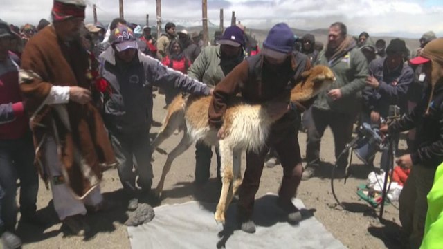 Ecuador realiza a los pies del volcán Chimborazo el primer Chaccu de la vicuña
