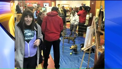Dogs Displaced by Harvey Arrive in Pennsylvania for Adoption
