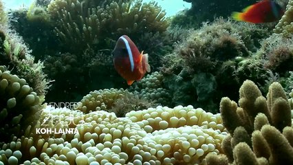 Koh-Lanta Fidji - TEASER Episode 2