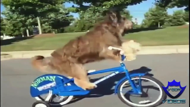 Recopilación De Los Mejores Videos divertidos Y Caidas Graciosos Para Morirse Dela Risa - part 6