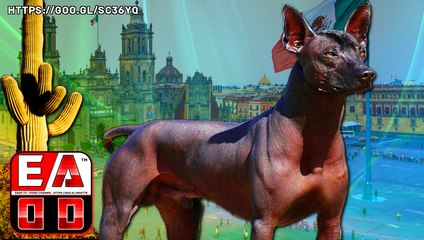 XOLOITZCUINTLE - EL PODEROSO Y ENCANTADOR PERRO SIN PELO MEXICANO