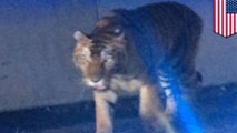 Circus tiger breaks out, roams around burbs, gets shot by police