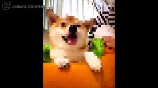かわいい柴犬(shiba inu)の最高に可愛い・おもしろハプニング動画集 #3