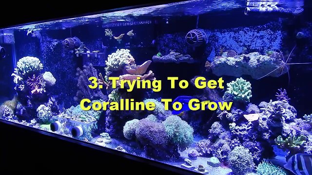 30 Things I Wish I Knew About The Saltwater Hobby When Starting Out