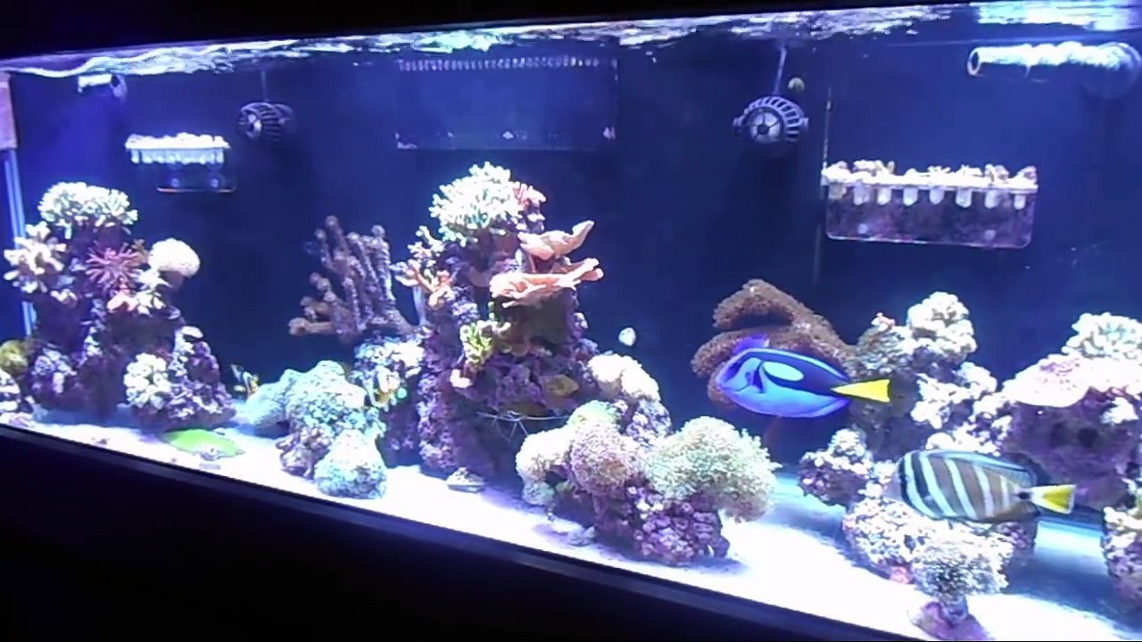Soft Coral Tank - Beginner Guide To Saltwater Aquariums