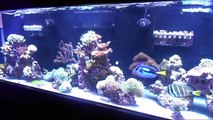 Soft Coral Tank - Beginner Guide To Saltwater Aquariums