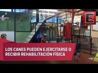 Bravo Perro Fitness, un gimnasio para perros