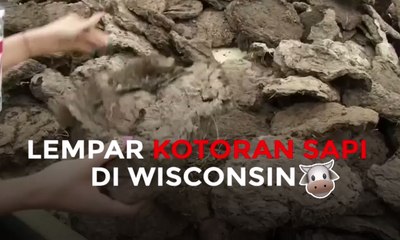 Lempar Kotoran Sapi di Wisconsin