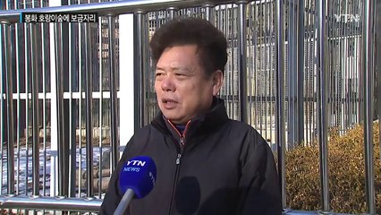 100년 만에 백두대간으로 돌아온 '백두산 호랑이' / YTN (Yes! Top News)