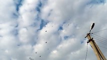 20170907 Николаевские голуби п Первомайска Тамбовской области