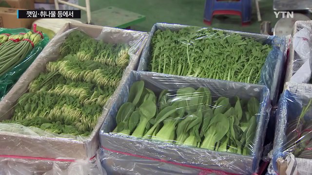 깻잎·취나물 등에서 미등록 농약 검출 / YTN (Yes! Top News)