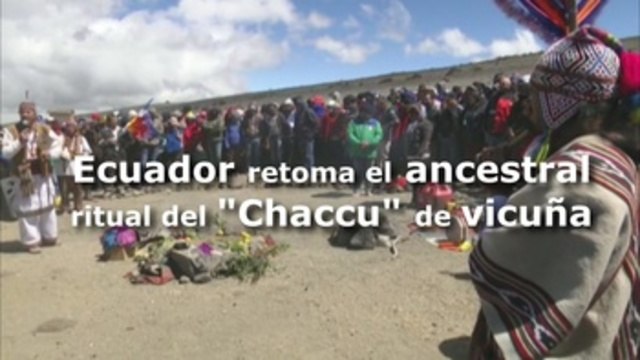 Ecuador realiza a los pies del volcán Chimborazo el primer Chaccu de vicuña