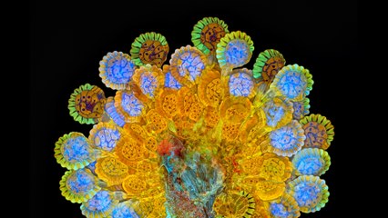 Micro Photo : Comme un paon qui fait la roue...