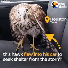 Hawk Finds Someone To Help Him Through The Hurricane