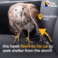 Hawk Finds Someone To Help Him Through The Hurricane