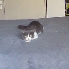 Regardez la tête de ce chat...