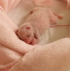 Yavru Pandanın 30 Günde Geçirdiği Değişim