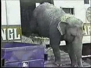 Extrait "earthlings" sur les cirques