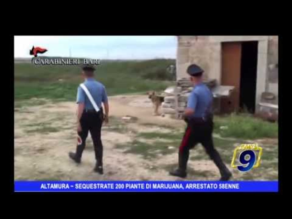 ALTAMURA | Sequestrate 200 piante di marijuana, arrestato 58enne