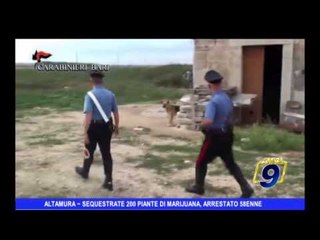 ALTAMURA | Sequestrate 200 piante di marijuana, arrestato 58enne