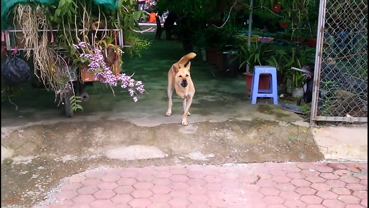 amazing dog war #1