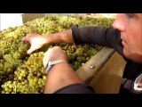 Vendanges au domaine Dureuil-Janthail (Rully) en Bourgogne