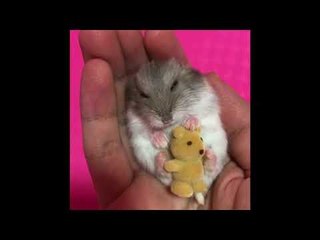 Hamster Lives Dream Life With Lullaby Before Bed
