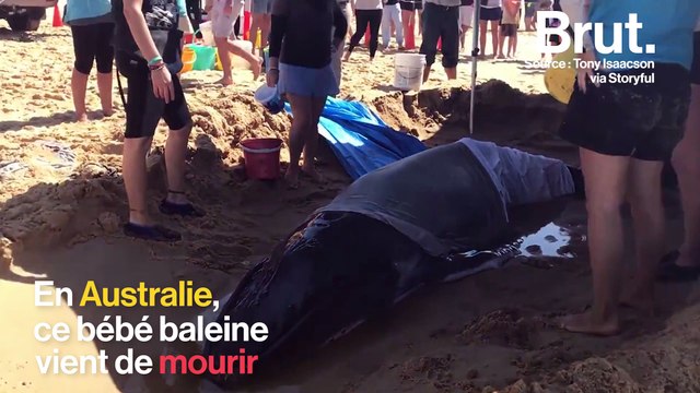 Pourquoi les cétacés s'échouent-ils sur nos plages ?
