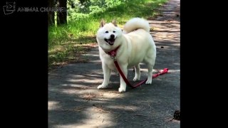 かわいい柴犬(shiba inu)の最高に可愛い・おもしろハプニング動画集 #4