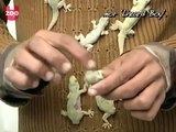 Lizard Boy- This boy puts lizard in his mouth