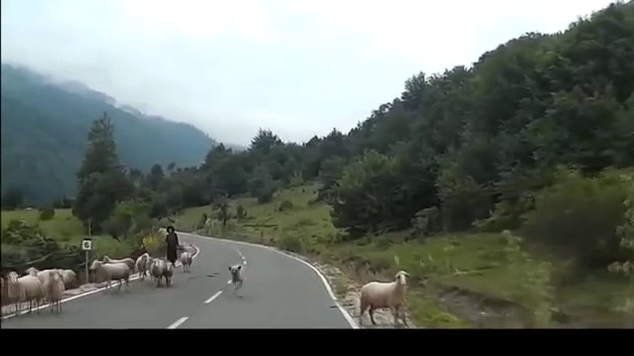 Un mouton se rebelle et agresse sa bergère