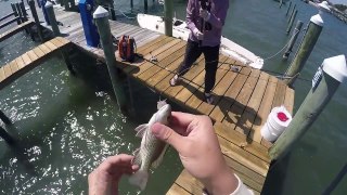 Florida Fishing: Puffer eats Live Shrimp