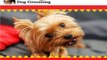 Online Dog Grooming Schools | Online Pet Grooming Schools