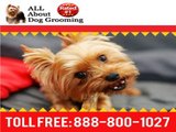 Online Dog Grooming Schools | Online Pet Grooming Schools
