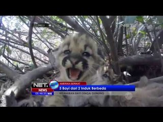 5 Bayi Singa Gunung Terekam Kamera - NET5