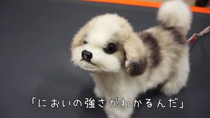 Au Japon, un chien-robot renifleur de pieds