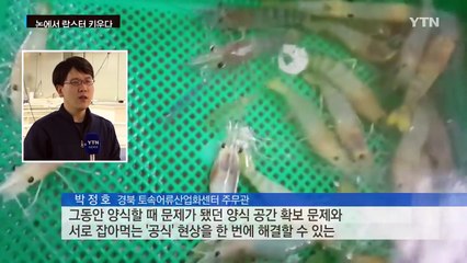 논에서 키우는 '민물 랍스터' 대량 생산 성공 / YTN (Yes! Top News)