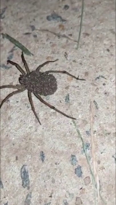 Il tombe sur une araignée très bizarre... Qui transporte des milliers de bébés araignées. Flippant