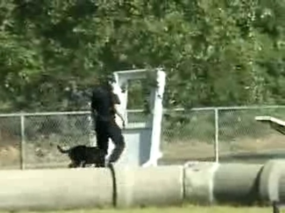 Does K9 Rex Deserve Top Dog Title?