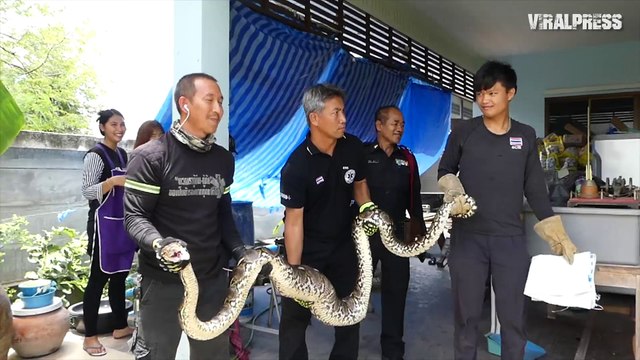 Python Regurgitates Family's Pet Cat