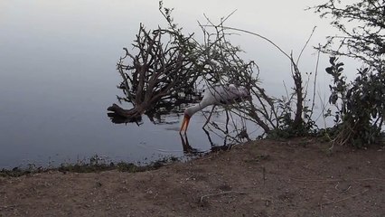 Un crocodile attaque une cigogne