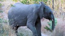 Sur animaux éléphants pour drôle Apprendre des sons les tout-petits avec Zoo animal blippi 2017