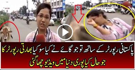 Indian Female Reporter Hit By Cow During Live Reporting