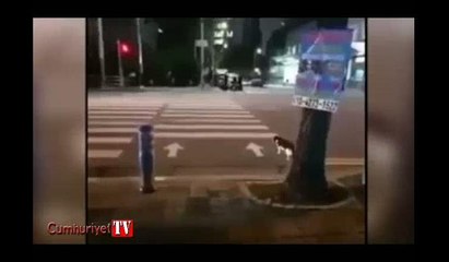 Kamera kayıttayken kedinin yaptığı hareketle şaşkına döndüler